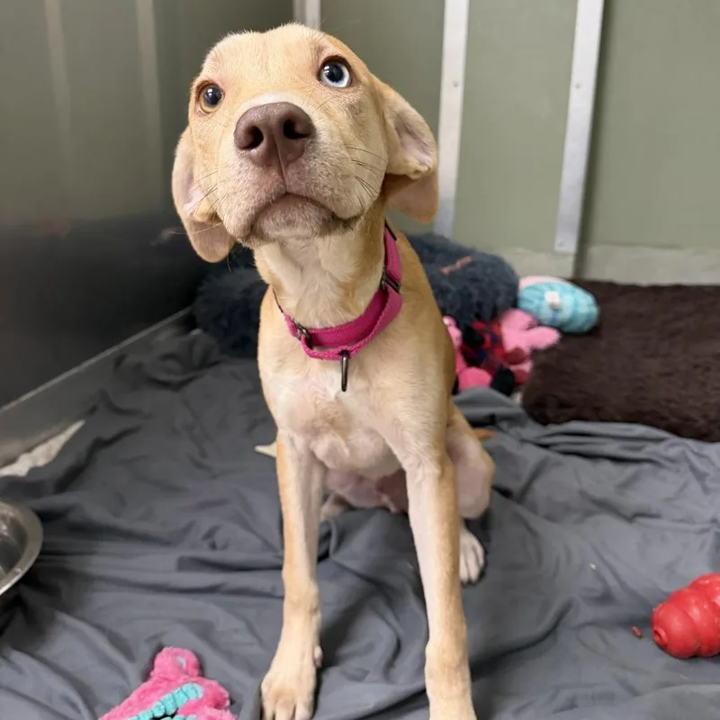 A young medium-sized male Yellow / Tan / Blond / Fawn Labrador Retriever dog named German for adoption in Wilmington, DE