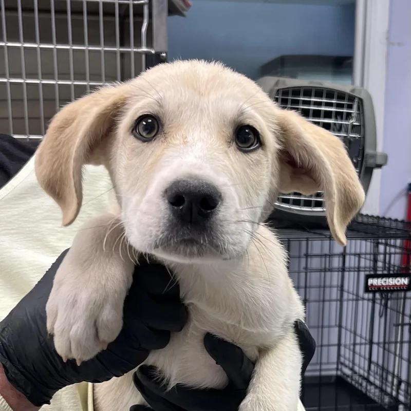 A baby large-sized male Yellow / Tan / Blond / Fawn Shepherd dog named Vance for adoption in Maynardville, TN