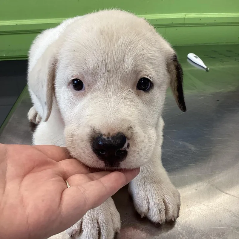 A baby small-sized female White / Cream Terrier dog named Rye for adoption in Montgomery, AL
