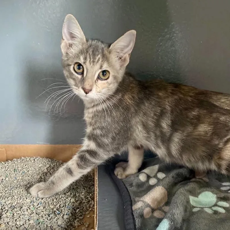 A baby small-sized female Lilac Point Domestic Short Hair cat named Almond Joy for adoption in Kyle, TX
