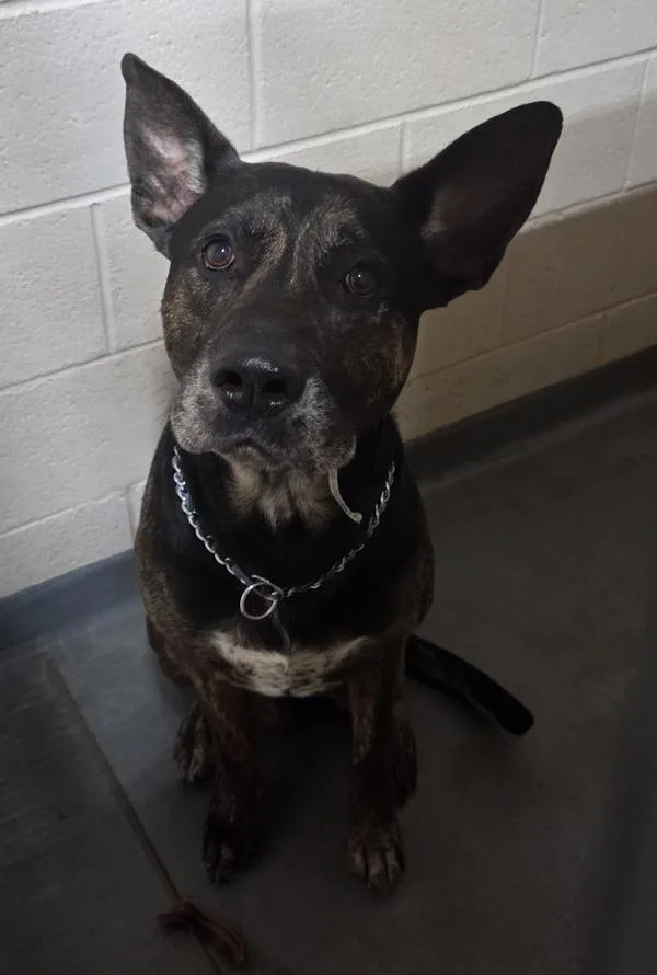 An adult large-sized male German Shepherd Dog dog named A Diesel for adoption in Dallas, GA