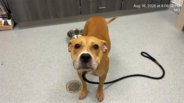 An adult large-sized female Pit Bull Terrier dog named Nova for adoption in Ocala, FL