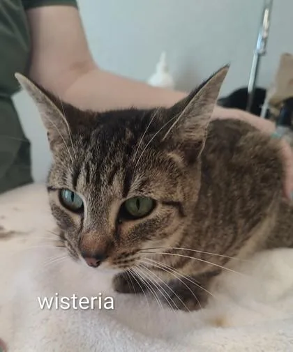 An adult medium-sized female Domestic Short Hair cat named Wisteria for adoption in Lafayette, IN