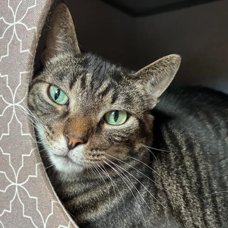 An adult large-sized male Brown / Chocolate Domestic Short Hair cat named Alfie for adoption in Washington Township, OH