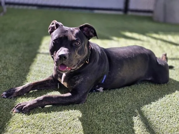 An adult large-sized female Pit Bull Terrier dog named Blackberry for adoption in San Diego, CA