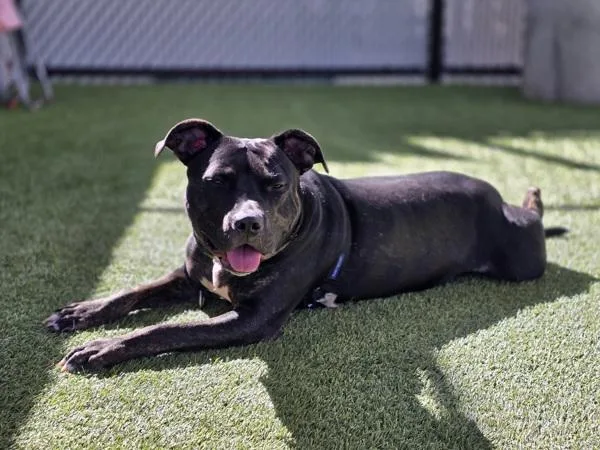 Blackberry thumbnail 2