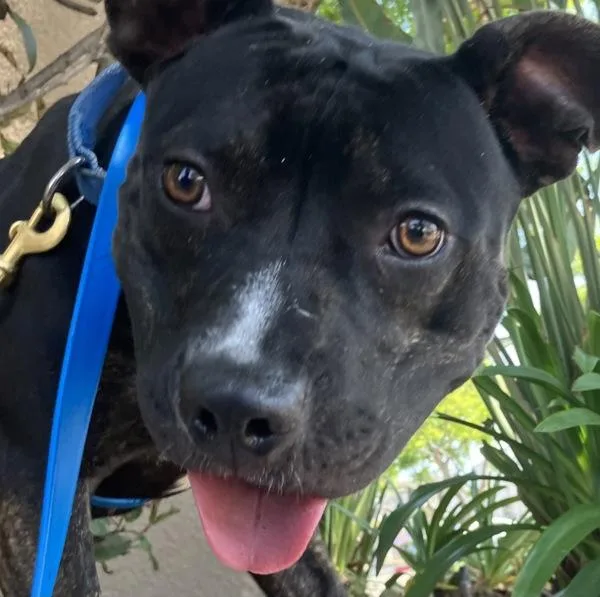 Blackberry thumbnail 3