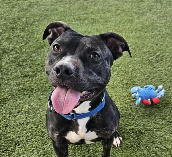 Blackberry thumbnail 5