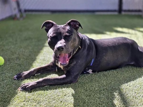 Blackberry thumbnail 6