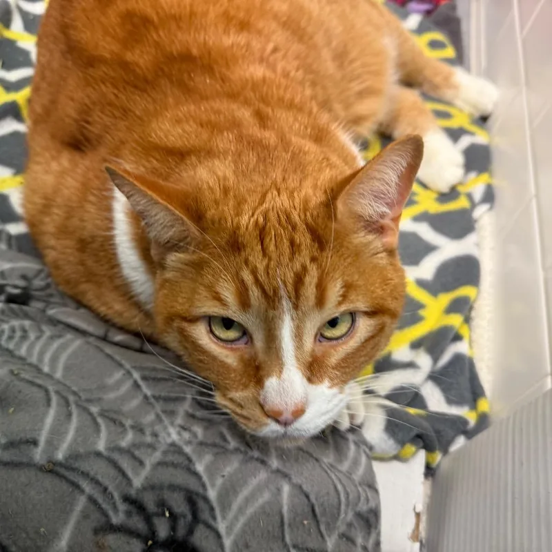 A senior extra large-sized male Orange / Red Domestic Short Hair cat named Freddy And Qz for adoption in Pittsburgh, PA