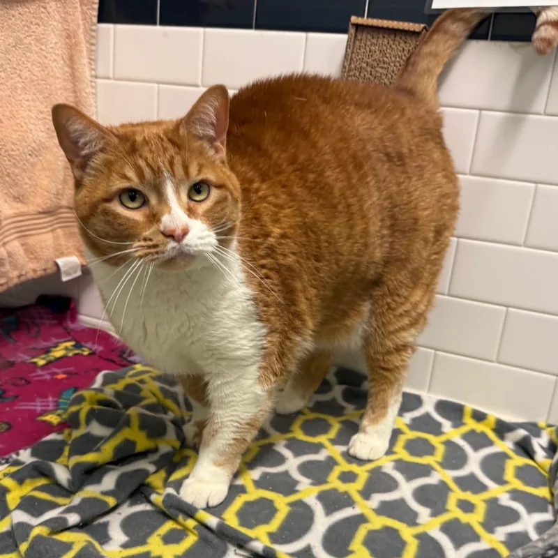 Freddy And Qz thumbnail 2