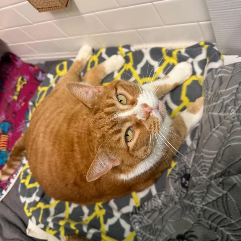 Freddy And Qz thumbnail 3