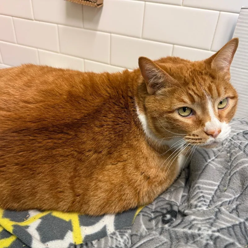 Freddy And Qz thumbnail 6