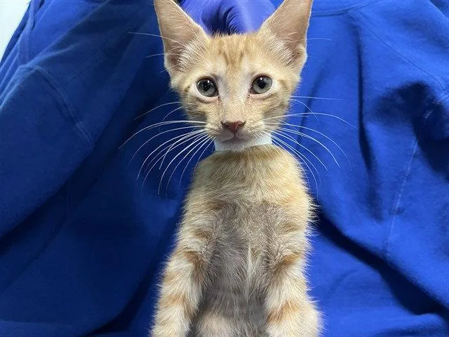 A baby small-sized male Orange / Red Domestic Short Hair cat named Bunker Hill for adoption in Tavares, FL