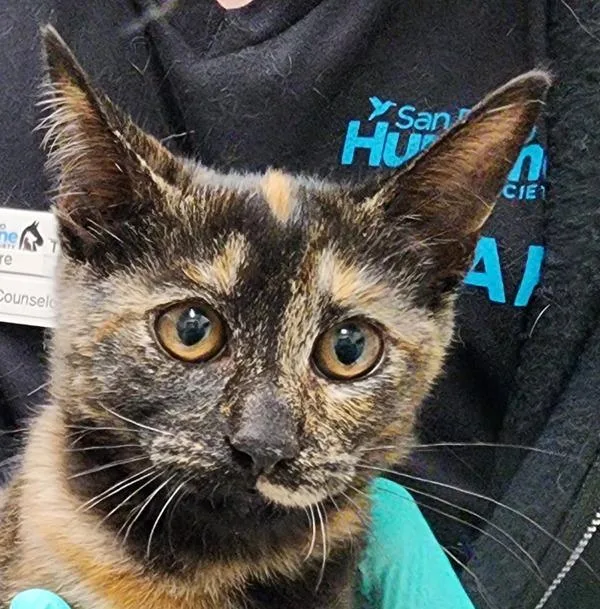 An adult medium-sized female Domestic Short Hair cat named Targa for adoption in Oceanside, CA