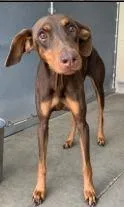 A young medium-sized female Doberman Pinscher dog named Dewberry for adoption in West Bloomfield, MI