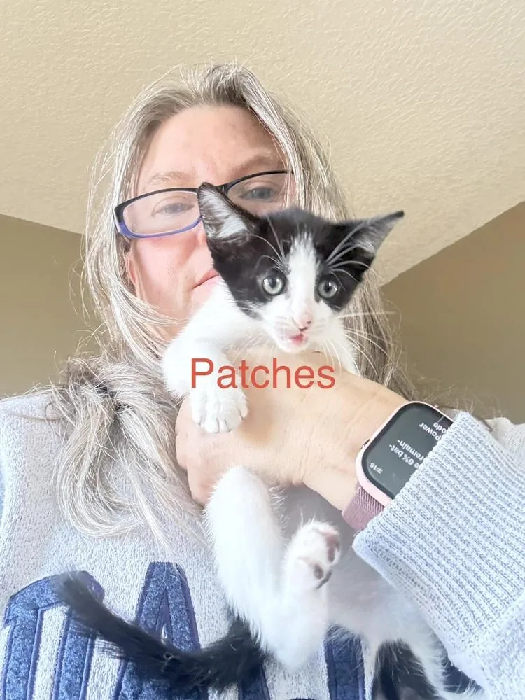 A baby small-sized female Black & White / Tuxedo Domestic Short Hair cat named Patches for adoption in Deltona, FL