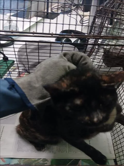 A young medium-sized female Domestic Short Hair cat named Pashmina for adoption in Los Angeles, CA