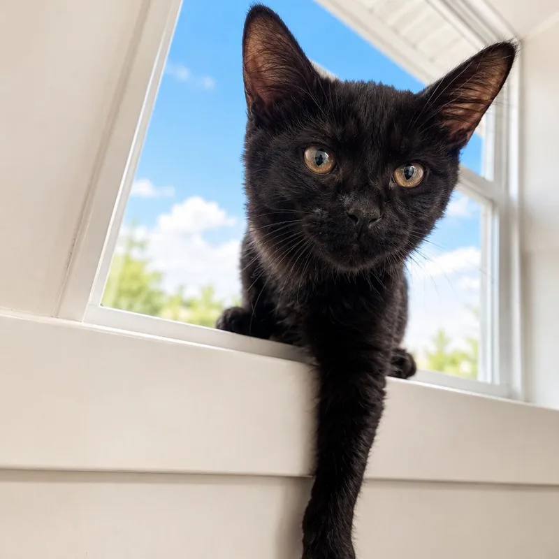 A baby small-sized female Black American Shorthair cat named Roxanne for adoption in Blue Earth, MN