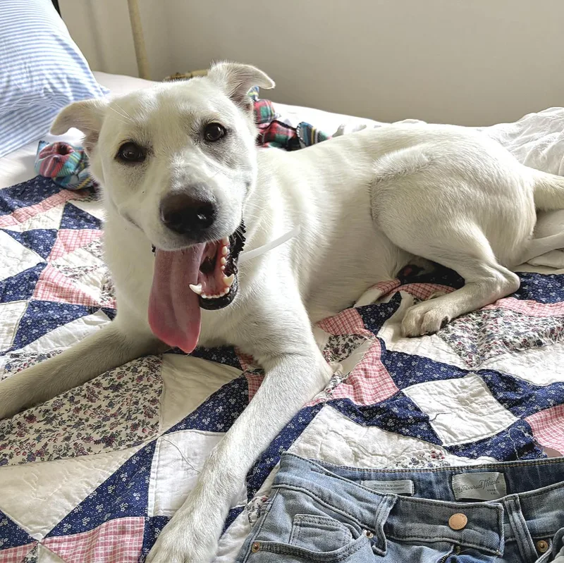A young large-sized male Labrador Retriever dog named Luke for adoption in Longview, TX