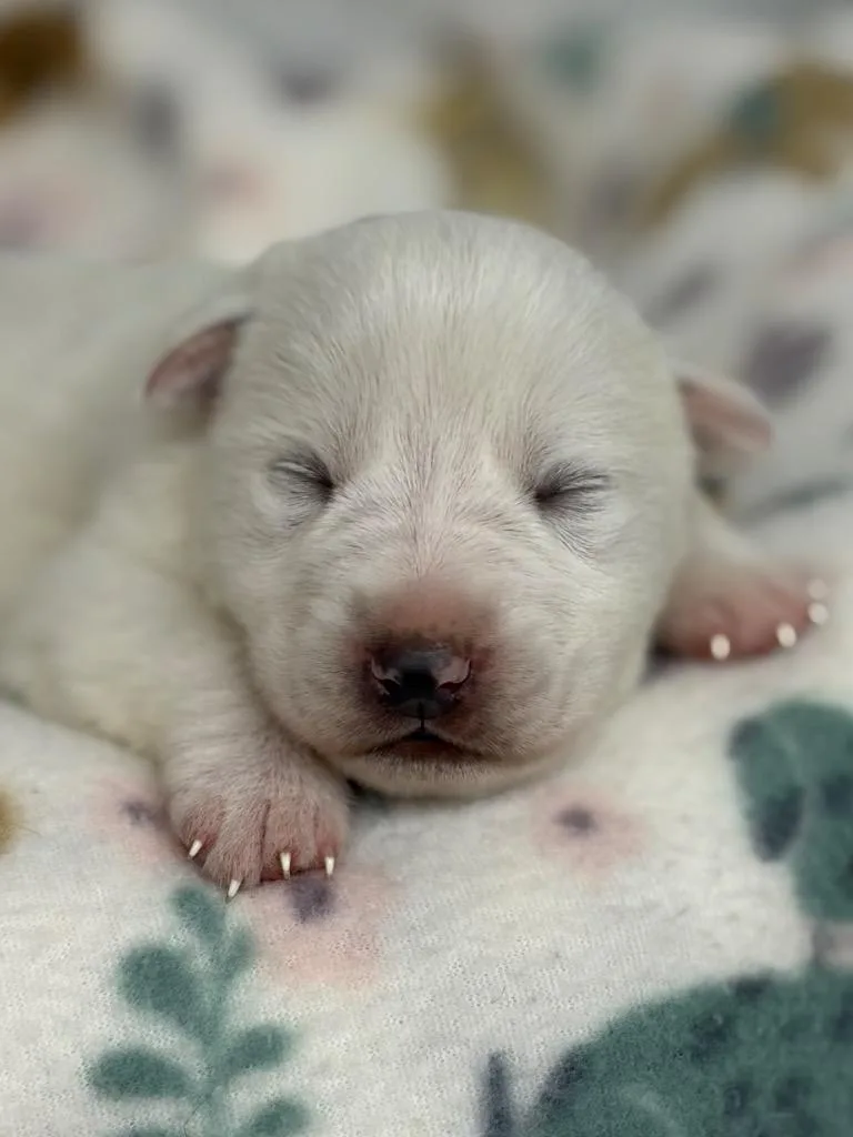 A baby small-sized female Affenpinscher dog named Gale for adoption in Lockhart, TX