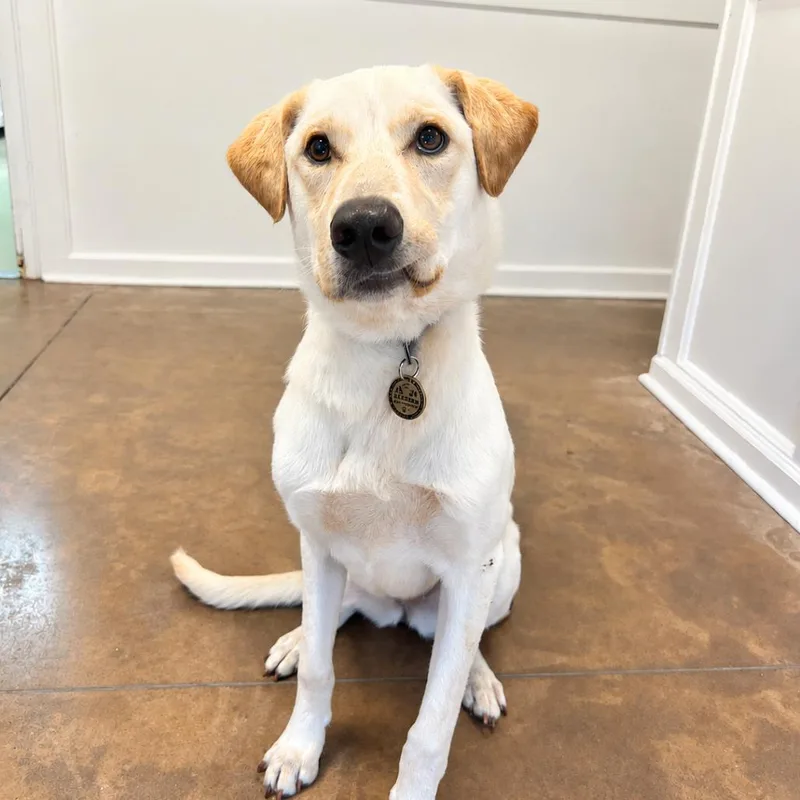 A young medium-sized female Yellow Labrador Retriever dog named Sedona for adoption in Deerfield, IL