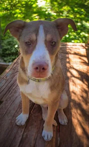 An adult medium-sized male Dutch Shepherd dog named Bucky for adoption in Spring, TX