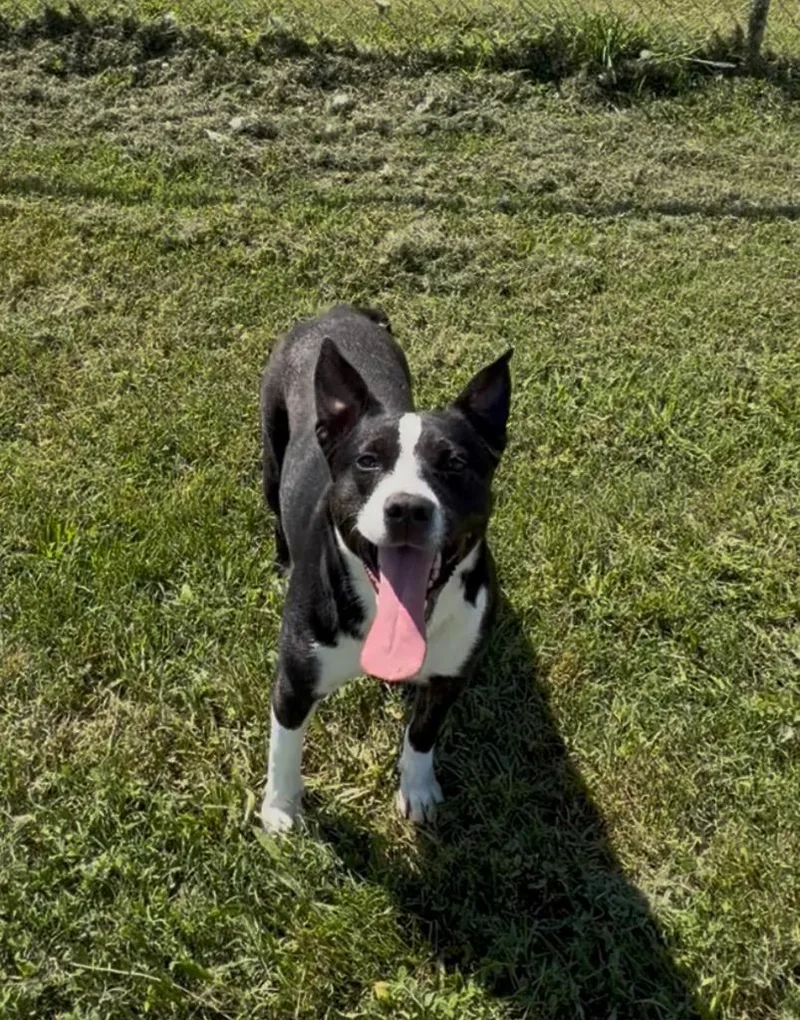 A young medium-sized female Black Cattle Dog dog named Rogue for adoption in Tullahoma, TN