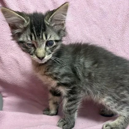 A baby small-sized male Domestic Short Hair cat named Rowan for adoption in Janesville, WI