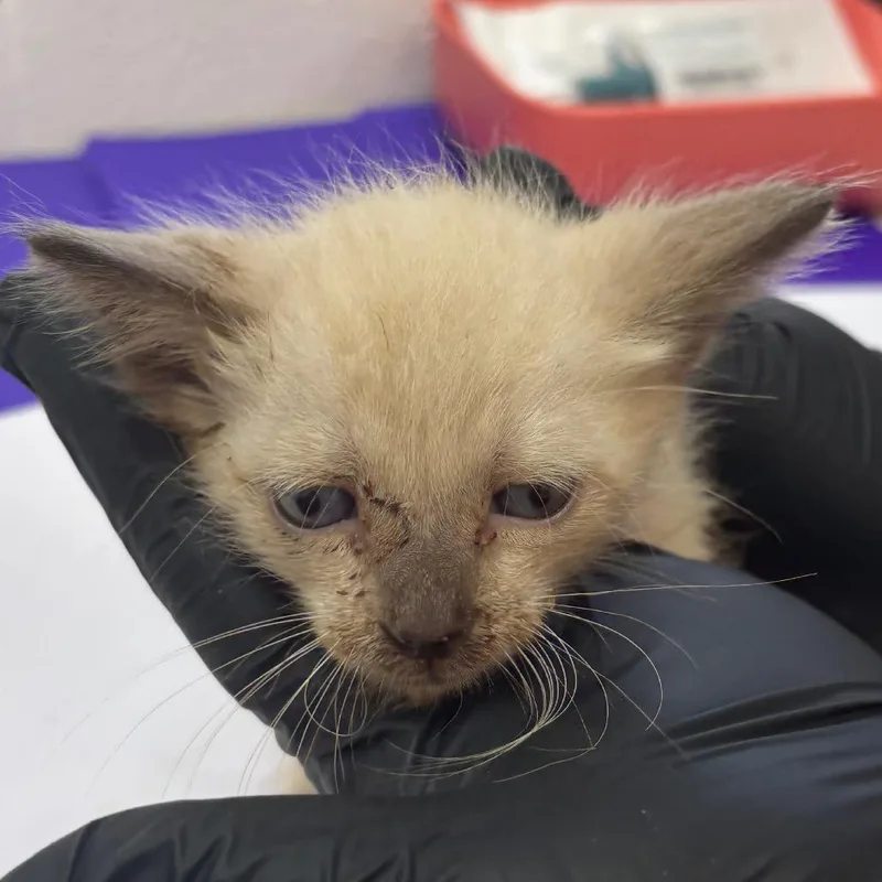 A baby small-sized male Siamese cat named Simon for adoption in Corpus Christi, TX