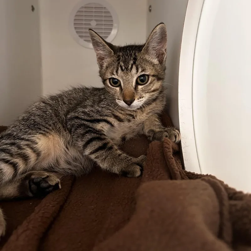 A baby small-sized male Brown / Chocolate Domestic Short Hair cat named Bill for adoption in Phoenix, AZ