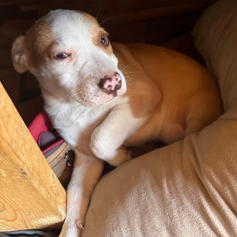 A baby medium-sized female Apricot / Beige Pit Bull Terrier dog named Freckles for adoption in Centerville, TN