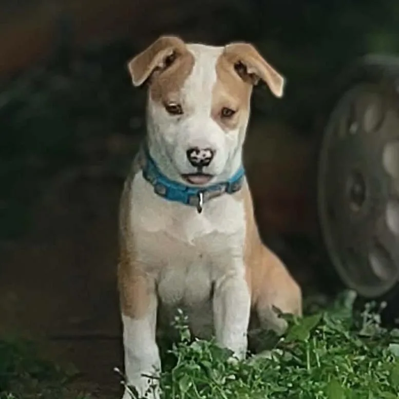 Freckles thumbnail 2