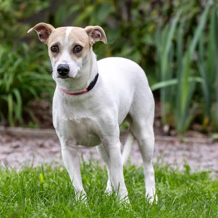 An adult medium-sized female White / Cream Basset Hound dog named Cassie for adoption in Council Bluffs, IA