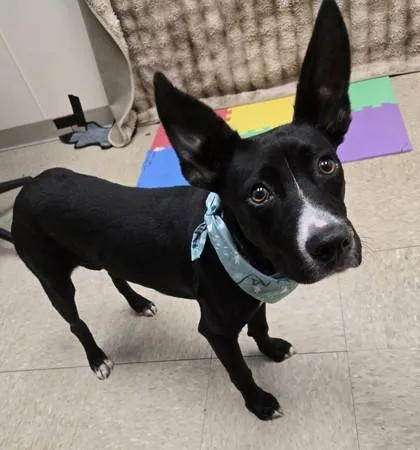 A young medium-sized male Black Mixed Breed dog named Balerion for adoption in Hamilton, OH