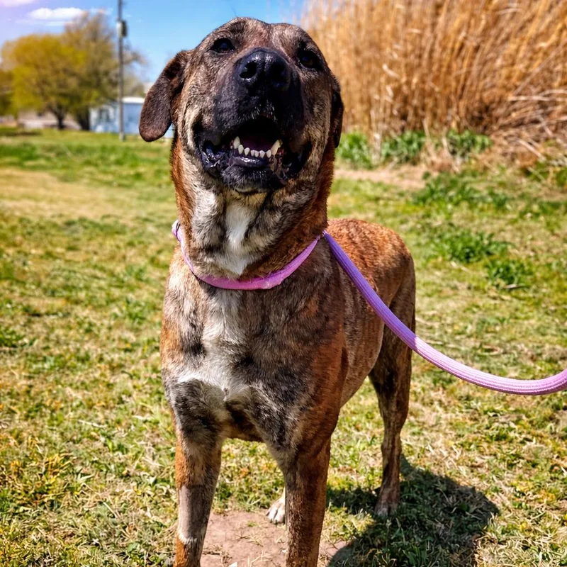 An adult large-sized female Brindle Great Pyrenees dog named Gabby for adoption in Enid, OK