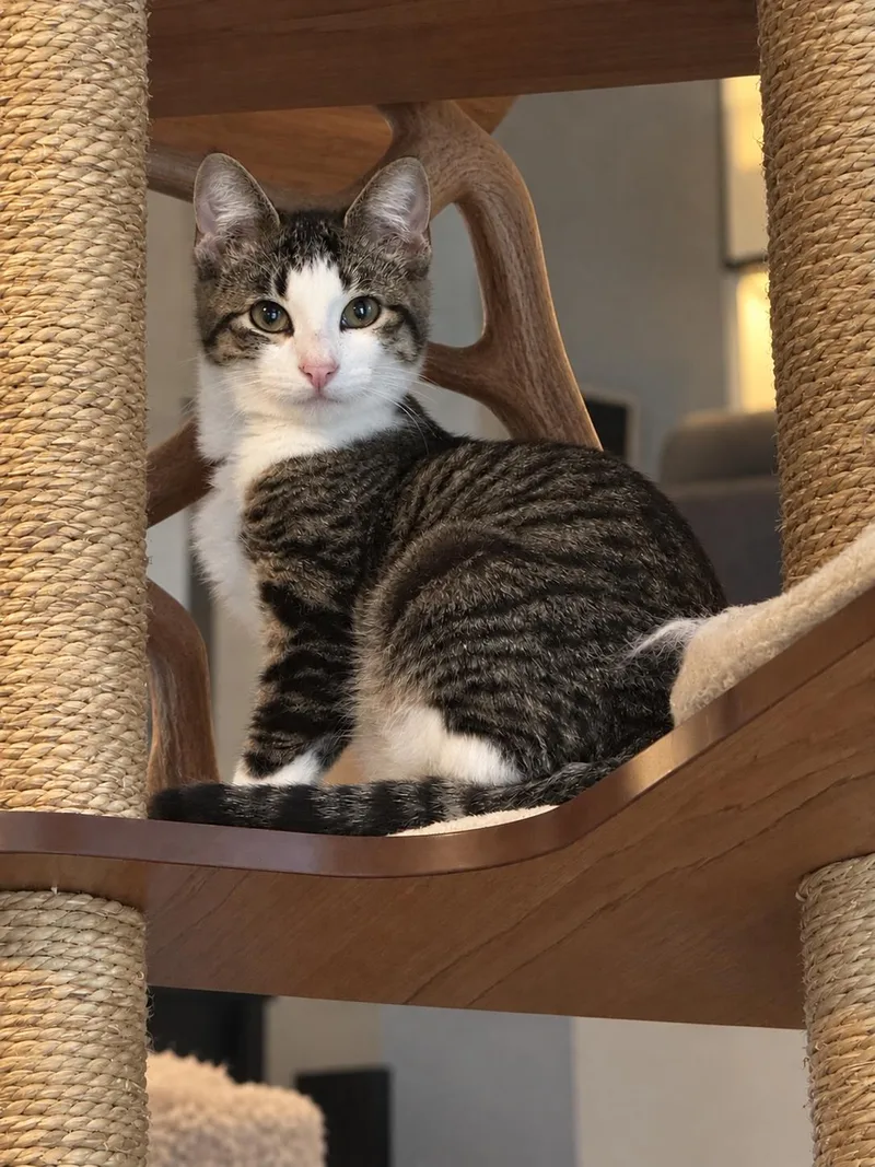 A baby medium-sized male Tabby (Gray / Blue / Silver) Domestic Short Hair cat named Jake for adoption in Chicago, IL