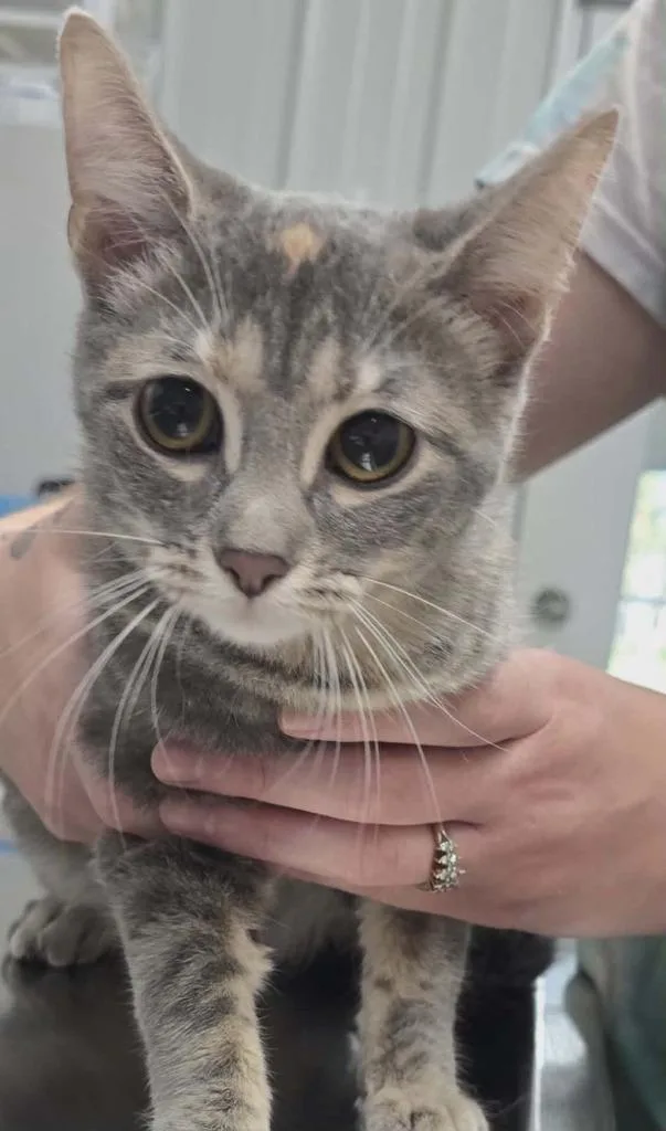 A baby medium-sized female Bengal cat named Tooty for adoption in Hillsdale, IN