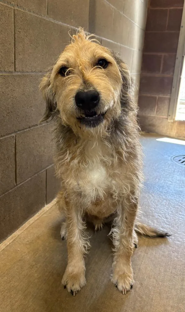 Benji