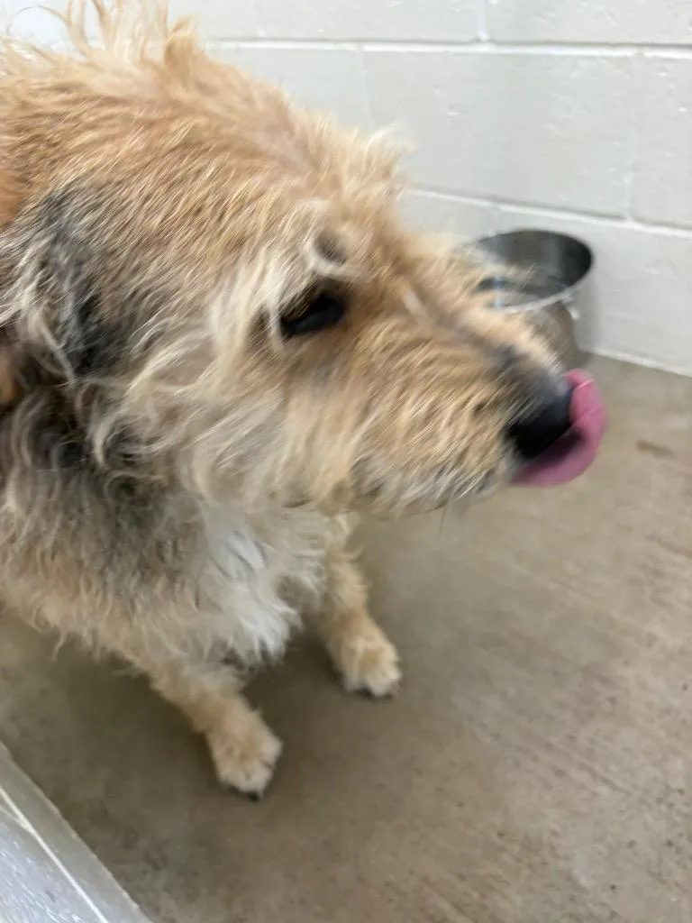 Benji thumbnail 2