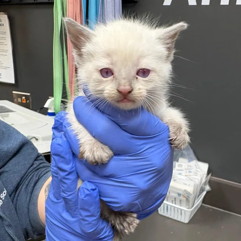 A baby small-sized female White Domestic Short Hair cat named Straysmokeymountaintrail for adoption in Columbus, GA