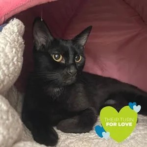 A young medium-sized female Black Domestic Short Hair cat named Stumpy for adoption in Chicago, IL