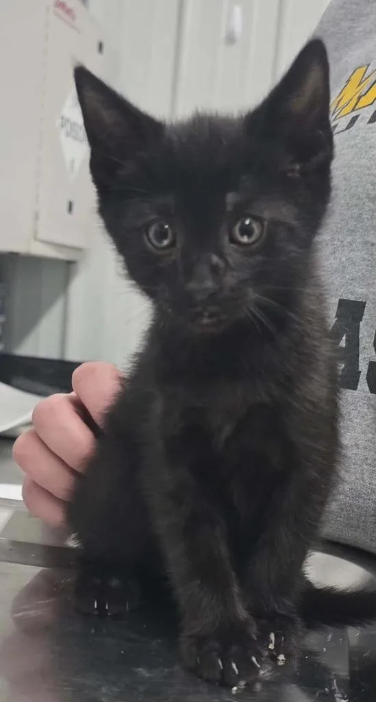 A baby small-sized male Domestic Short Hair cat named Chase for adoption in Hillsdale, IN