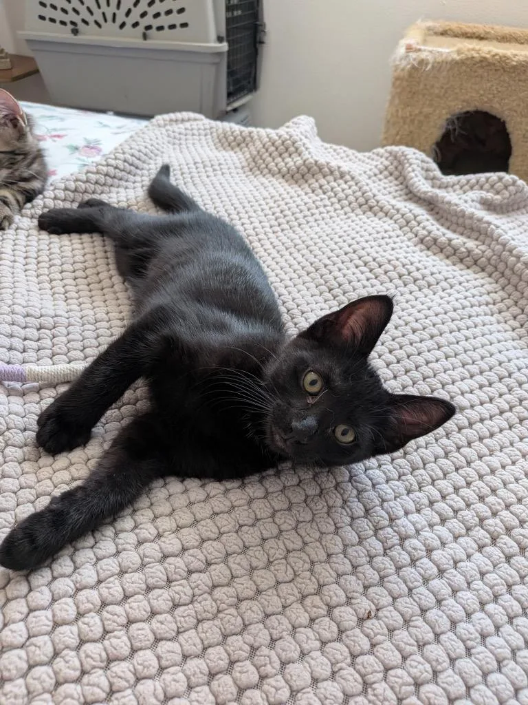 A baby medium-sized male Domestic Short Hair cat named Jack for adoption in San Pedro, CA