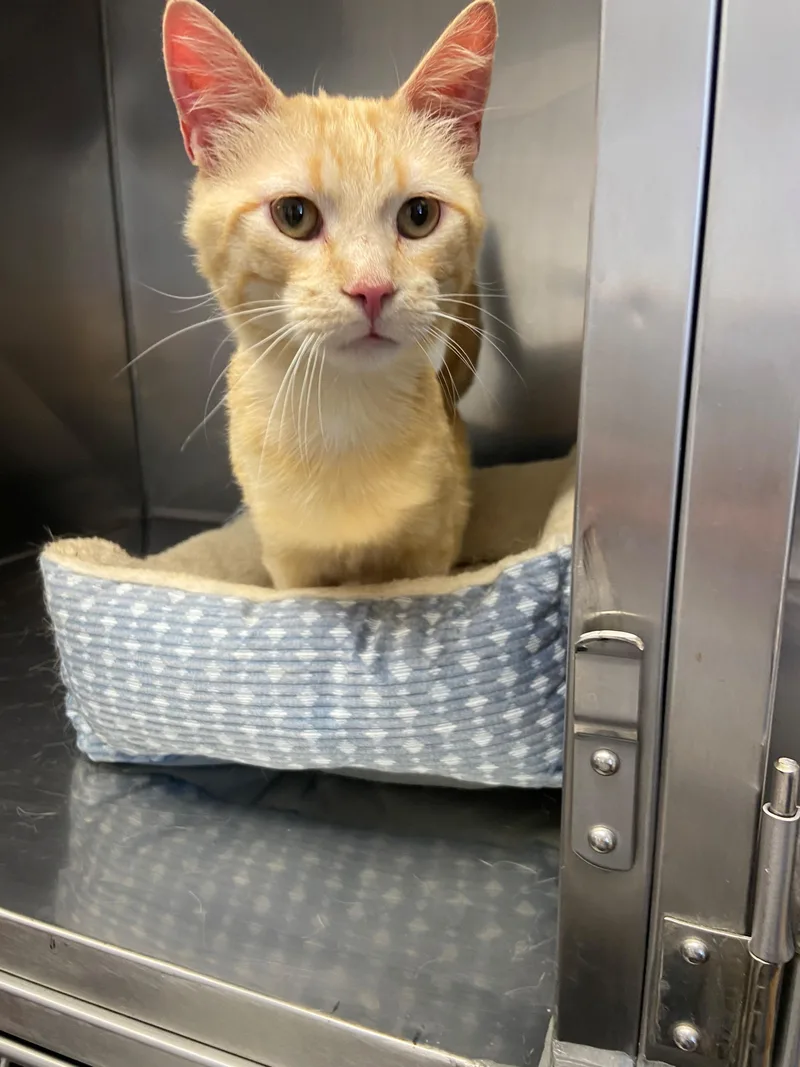 An adult medium-sized male Tabby (Orange / Red) Domestic Short Hair cat named Cheddar Bob for adoption in Edinburg, VA
