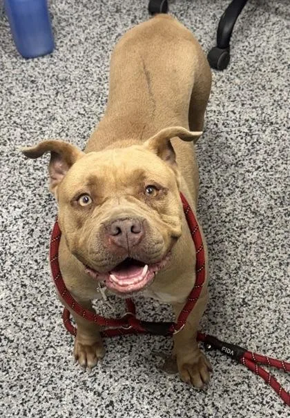 An adult large-sized female Mixed Breed dog named Gemma for adoption in West Chester, PA