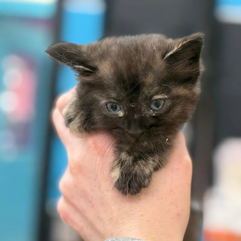 A baby small-sized female Black Domestic Medium Hair cat named Mona for adoption in Ardmore, OK
