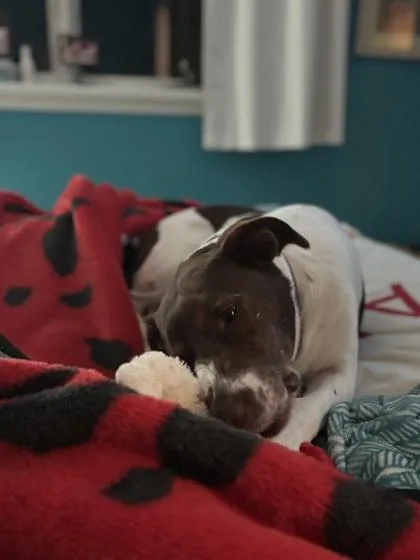 An adult medium-sized female Mixed Breed dog named Avalanche for adoption in Atlanta, GA