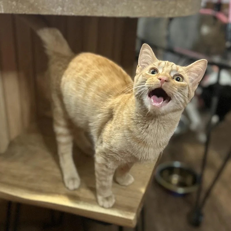 A young medium-sized male Orange & White Domestic Short Hair cat named Alex for adoption in Houston, TX