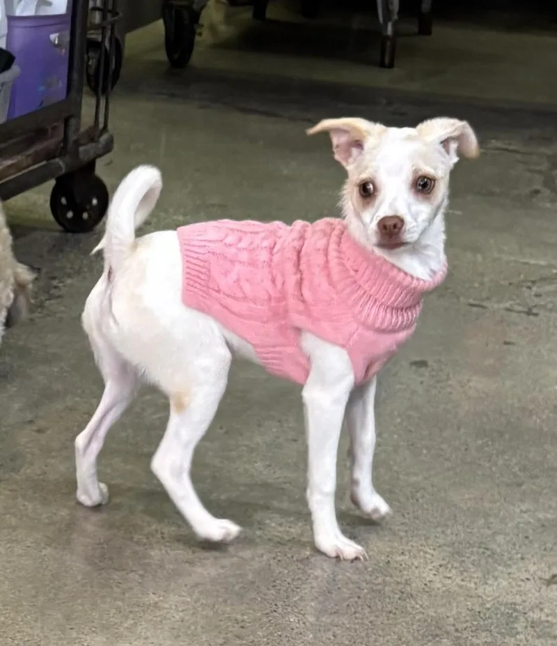 Pinky Tuscadero